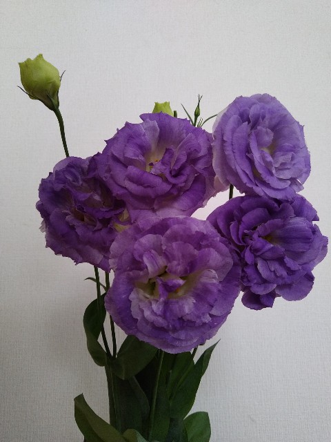 f:id:keichan2020:20200705160710j:image