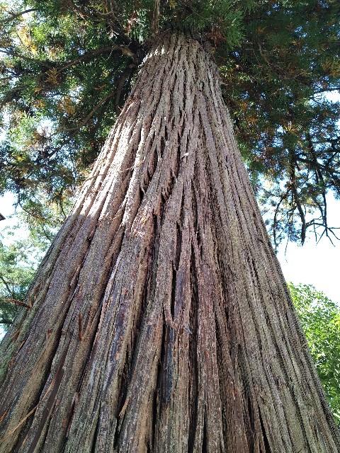 f:id:keichan2020:20201029201315j:plain f:id:keichan2020:20201029201315j:plain