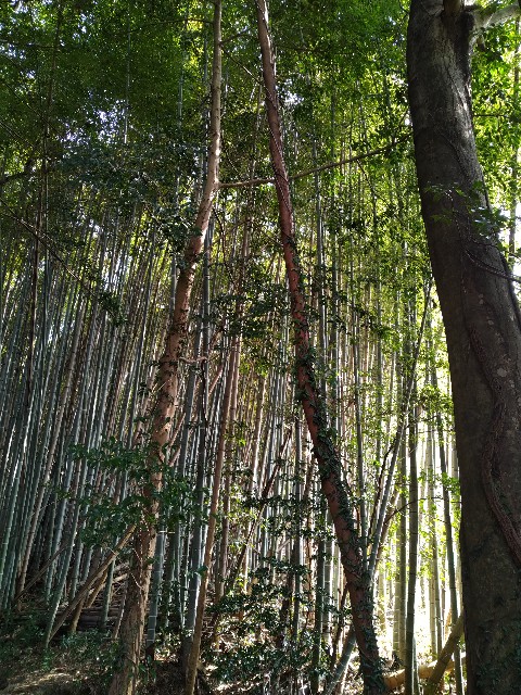 f:id:keichan2020:20210326213337j:image f:id:keichan2020:20210326213337j:image