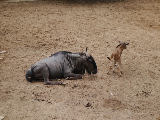 f:id:keichantabi:20180610155643j:plain f:id:keichantabi:20180610155643j:plain