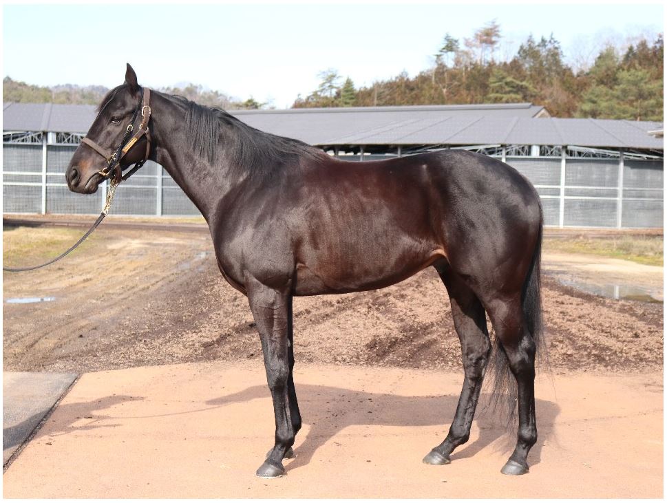 f:id:keigm1155:20190310195541j:plain