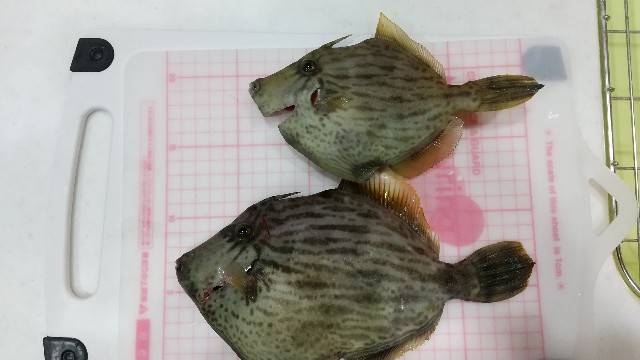 f:id:keigo_papa:20201208181245j:image f:id:keigo_papa:20201208181245j:image