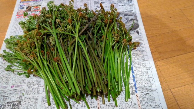 f:id:keigo_papa:20250422105918j:image