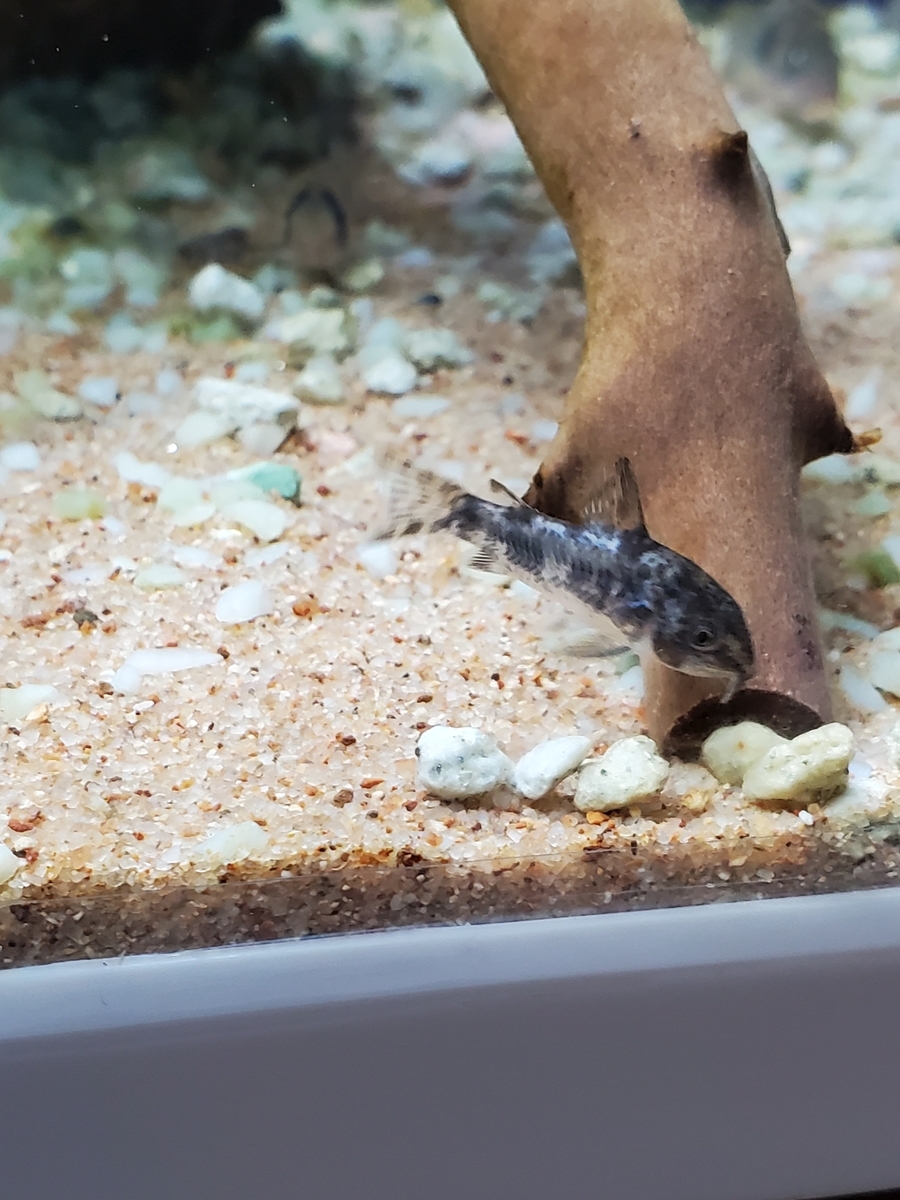 f:id:keigoblogkun:20201207223458j:plain