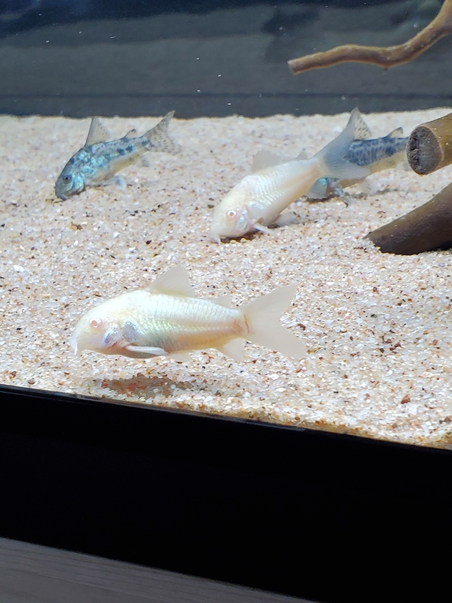 飼育水の事を調べてみました コリドラス日記