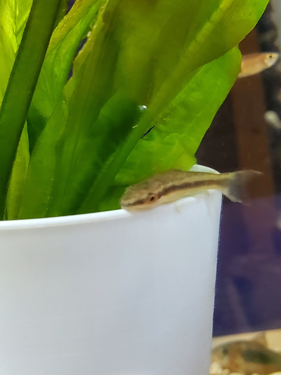 f:id:keigoblogkun:20201213185830j:plain