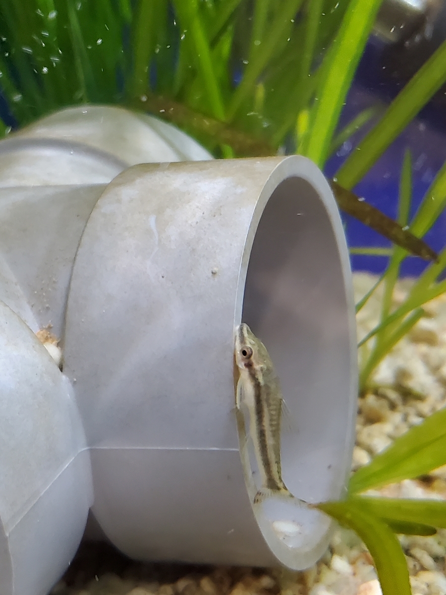 f:id:keigoblogkun:20201213185907j:plain