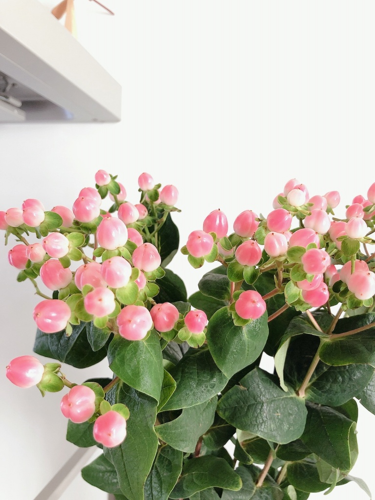 季節の枝もの】ビビッドなピンクがかわいい馬絹の花桃♡ - keigoman