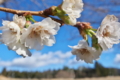 [桜][冬桜][山里][山麓][冬空]桜