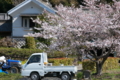 [桜][軽トラック][軽トラ][山里][蔵]桜