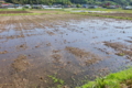 [田んぼ][水田][田園][田][水張り]田んぼ