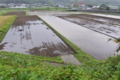 [田んぼ][田][水田][田園][雨天]田んぼ