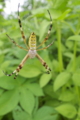 [ナガコガネグモ][コガネグモ科][田んぼ][害虫駆除][益虫]ナガコガネグモ