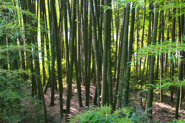 竹やぶ