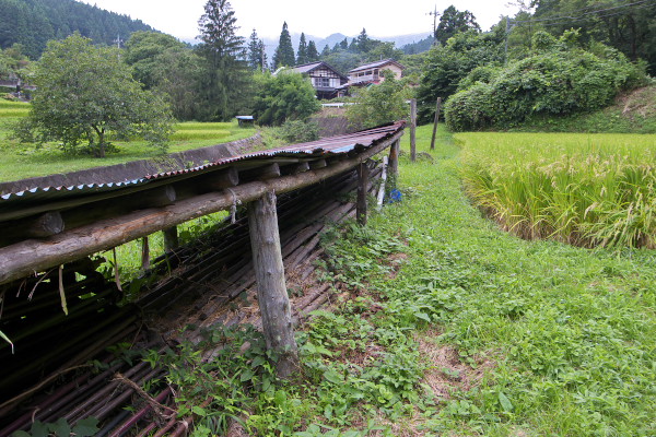 田んぼ