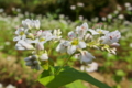 [ソバ畑][ソバの花][秋蕎麦][秋そば]ソバ畑