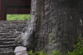 [老杉][石段][随神門][参道][妙義神社]老杉