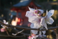 [冬桜][厳島神社][弁天池][聖徳皇太子][妙義神社]冬桜