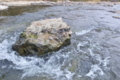 [碓氷川][利根川水系][一級河川][清流][岩]碓氷川