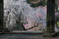 [桜][しだれ桜][枝垂桜][シダレザクラ][妙義神社]桜