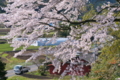 [桜][サクラ][山麓][街道][集落]桜