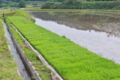 [田んぼ][水田][田園][田][水張り]田んぼ