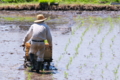 [田んぼ][水田][田園][田植え][田植え作業]田んぼ