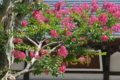 [サルスベリ][ミソハギ科][百日紅][補陀寺][ピンク色の花]サルスベリ