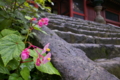 [シュウカイドウ][随神門][夕立ち][ピンク色の花][妙義神社]シュウカイドウ