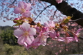 [桜][サクラ][カワヅザクラ][河津桜][緋寒桜系]桜