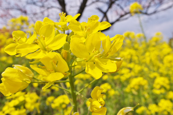 菜の花畑