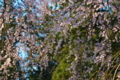 [桜][しだれ桜][シダレザクラ][枝垂桜][妙義神社]桜