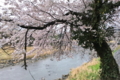 [桜][サクラ][碓氷川][川辺][川縁]桜