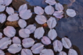 [花びら][桜][サクラ][参道][妙義神社]花びら