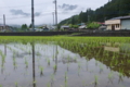 [田んぼ][水田][田園][田][アマガエル]田んぼ