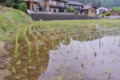 [田んぼ][水田][田園][山麓][集落]田んぼ