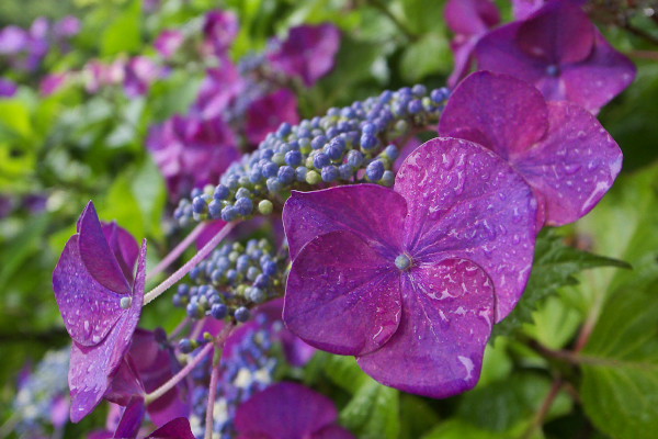 紫陽花