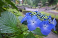 [紫陽花][アジサイ][あじさい][青い花][妙義神社]紫陽花