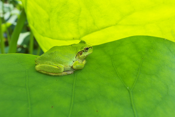 アマガエル