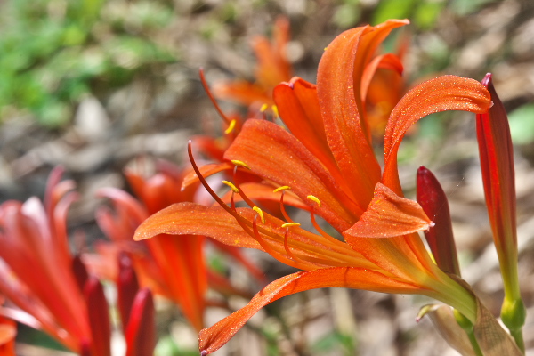 個別「[キツネノカミソリ][ヒガンバナ科][多年草][ユリ科][赤い