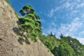 [石垣][台風一過][青空][夏空][妙義神社]石垣