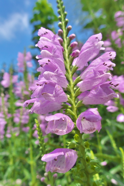 個別 ハナトラノオ シソ科 花虎の尾 カクトラノオ ピンク色の花 ハナトラノオ の写真 画像 広田けい フォトアルバム