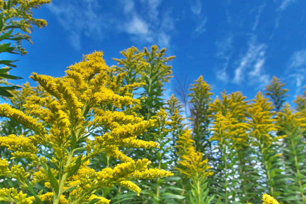 セイタカアワダチソウ