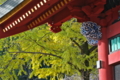 [黄葉][イチョウ][銀杏][総門][妙義神社]黄葉