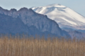 [浅間山][冠雪][妙義山][裏妙義][タラノキ]浅間山