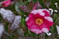 [雪の日][山茶花][サザンカ][赤門広場][妙義神社]雪の日