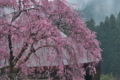 [桜][老桜][しだれ桜][枝垂桜][宝積寺]桜