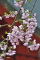 [桜][しだれ桜][枝垂桜][総門][妙義神社]桜