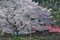 [桜][サクラ][さくら][堤防][高田川]桜