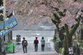 [参道][門前街][桜][桜並木][妙義神社]花散って